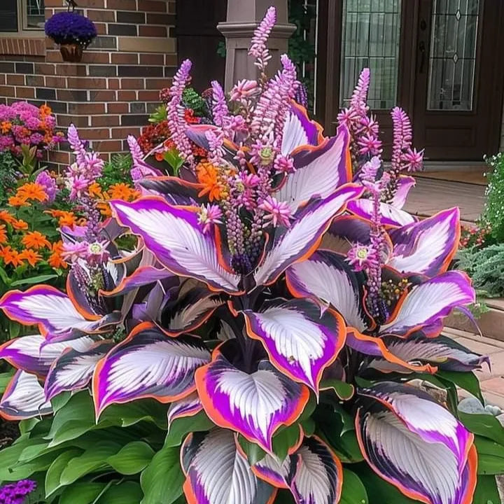 🔥Last day clearance🔥Premium Rare Hosta Seeds🌌Shade-Tolerant Plant