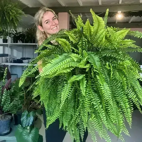 🎁Hot Sale 49% OFF🔥Oversized Pre-Lit Artificial Boston Ferns - No watering, No fading