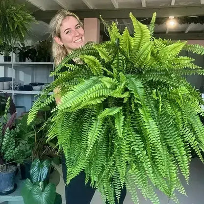 🎁Hot Sale 49% OFF🔥Oversized Pre-Lit Artificial Boston Ferns - No watering, No fading