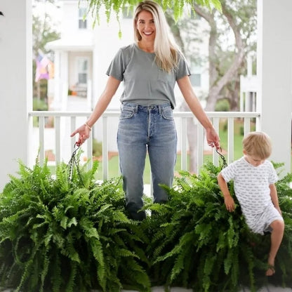 🎁Hot Sale 49% OFF🔥Oversized Pre-Lit Artificial Boston Ferns - No watering, No fading