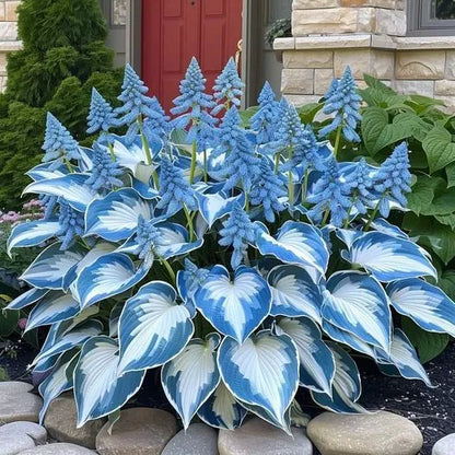 🔥Last day clearance🔥Premium Rare Hosta Seeds🌌Shade-Tolerant Plant
