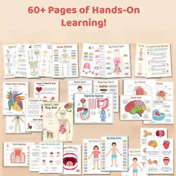 Human Anatomy Busy Book