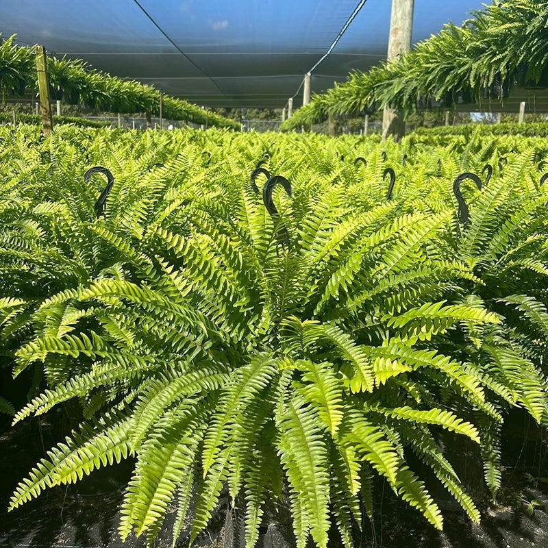 🎁Hot Sale 49% OFF🔥Oversized Pre-Lit Artificial Boston Ferns - No watering, No fading