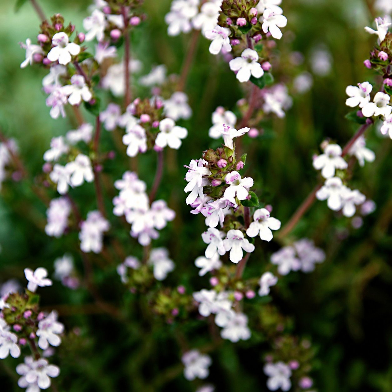 🌺Creeping Thyme Seeds, Multi‑Color Ground Cover Flower Seeds