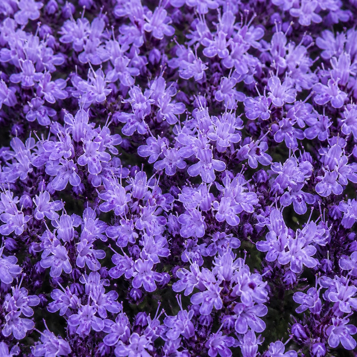 🌺Creeping Thyme Seeds, Multi‑Color Ground Cover Flower Seeds
