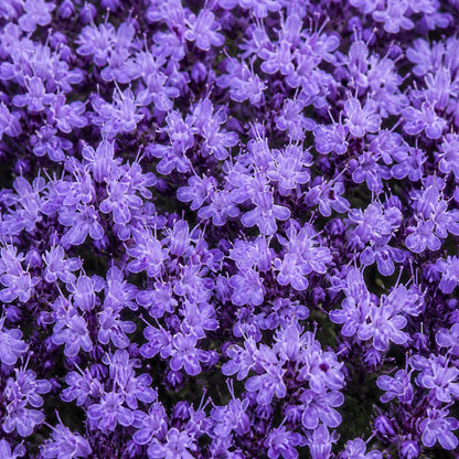 🌺Creeping Thyme Seeds, Multi‑Color Ground Cover Flower Seeds