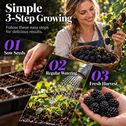 Brombeersamen 🍇🌱 Saftige wilde Brombeeren im eigenen Garten anbauen