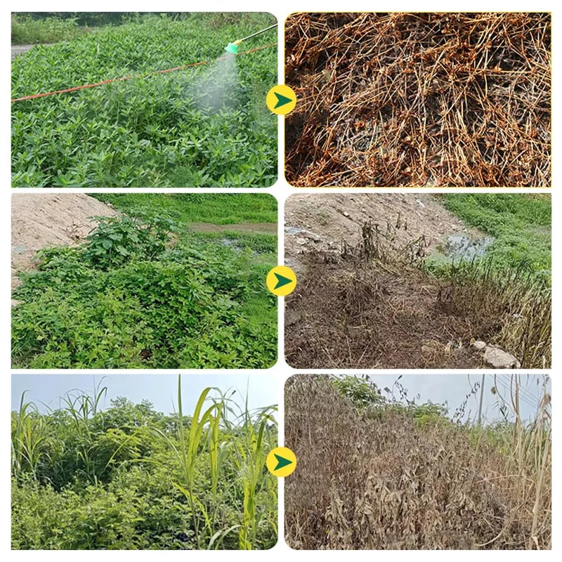 ⌛Clearing out stock—once it's gone, it's gone.👨‍⚕️Recommended by environmental biology expertsFast-acting High-concentration Herbicide🌾Will not damage the soil or the root system