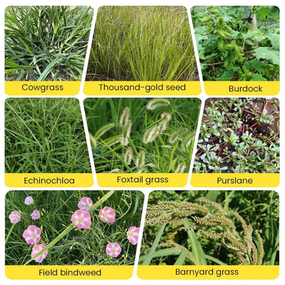 ⌛Clearing out stock—once it's gone, it's gone.👨‍⚕️Recommended by environmental biology expertsFast-acting High-concentration Herbicide🌾Will not damage the soil or the root system