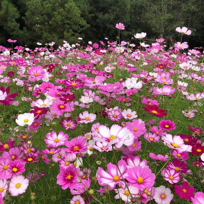 3,000 Mix Sensation Cosmos Heirloom Flower Seeds,  Easy Grow Annual Cosmos Bipinnatus