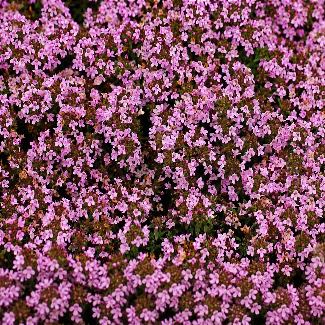 🌺Creeping Thyme Seeds, Multi‑Color Ground Cover Flower Seeds