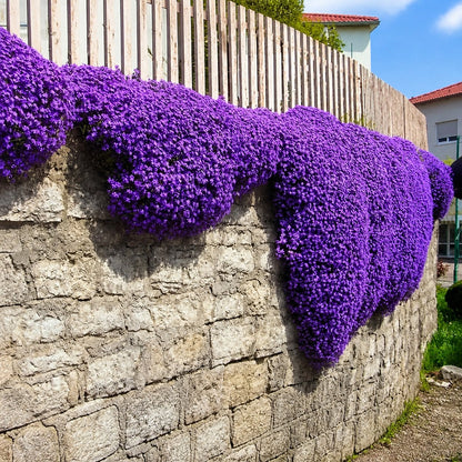 🌺Creeping Thyme Seeds, Multi‑Color Ground Cover Flower Seeds