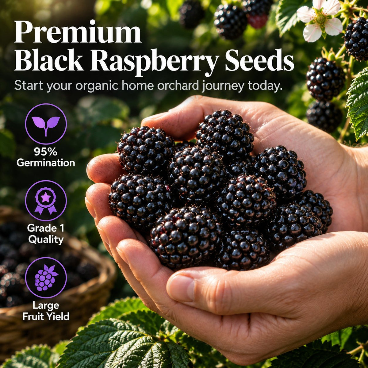 Brombeersamen 🍇🌱 Saftige wilde Brombeeren im eigenen Garten anbauen