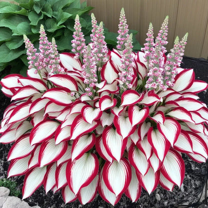 🔥Last day clearance🔥Premium Rare Hosta Seeds🌌Shade-Tolerant Plant