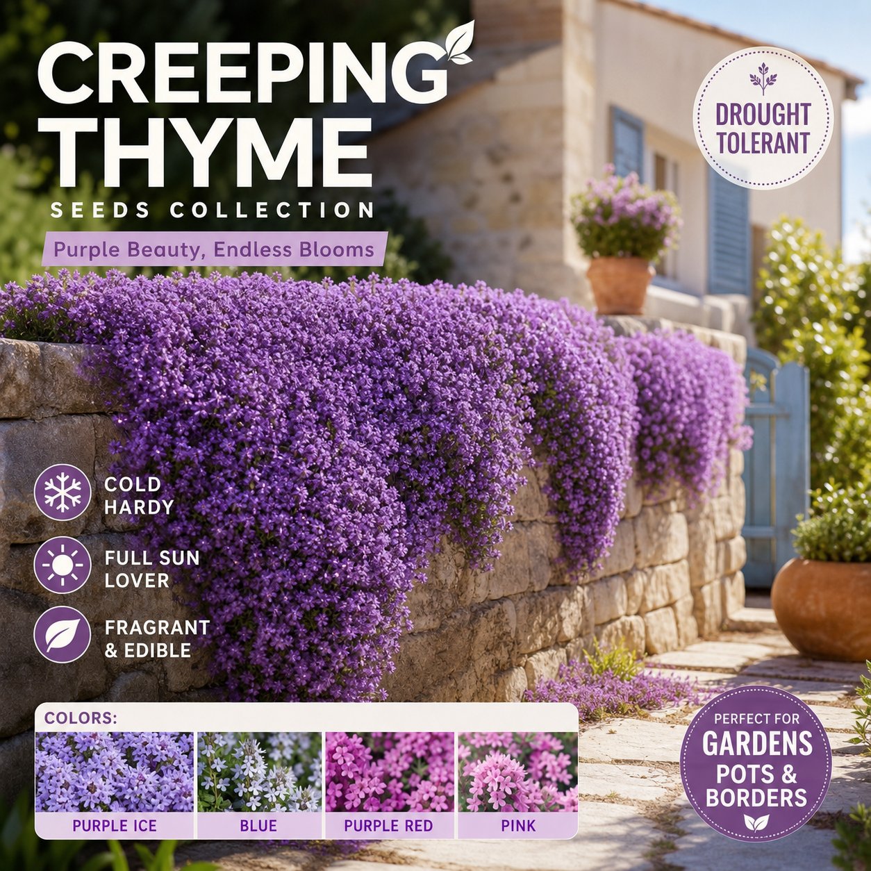 🌺Creeping Thyme Seeds, Multi‑Color Ground Cover Flower Seeds