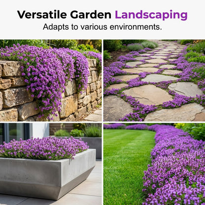 🌺Creeping Thyme Seeds, Multi‑Color Ground Cover Flower Seeds