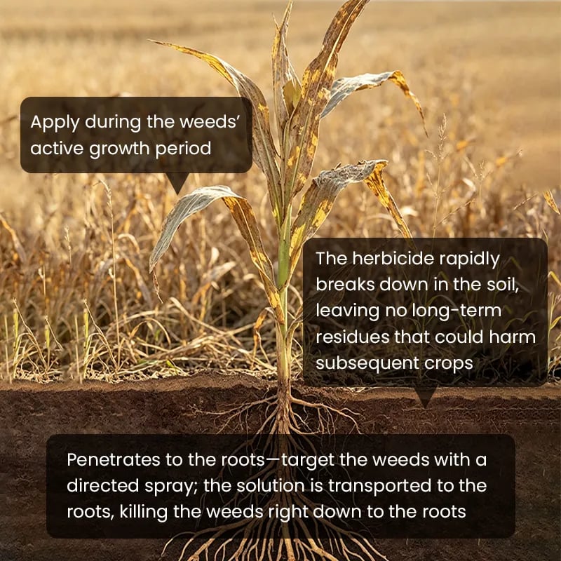 ⌛Clearing out stock—once it's gone, it's gone.👨‍⚕️Recommended by environmental biology expertsFast-acting High-concentration Herbicide🌾Will not damage the soil or the root system