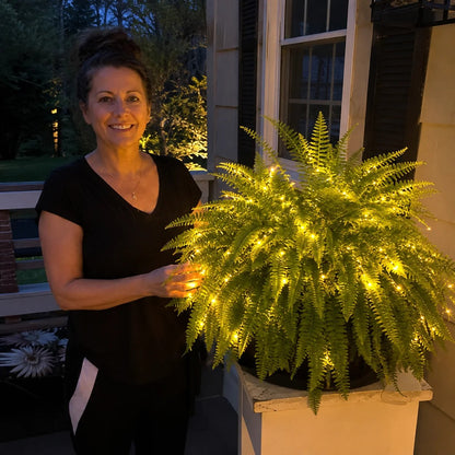 💛Glowing Boston Ferns with Lights – 🌿 Zero Watering, Zero Maintenance