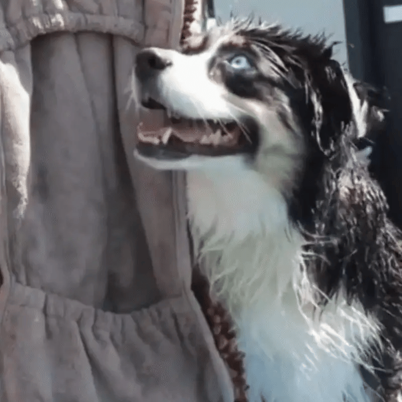 🐾 Super Absorbent Dog Drying Glove 🐶✨ Quick & Easy Pet Cleanup