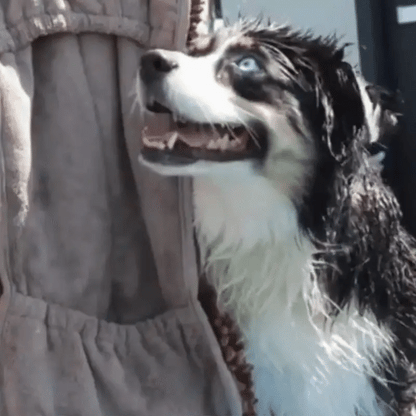 Demonstration of drying a wet dog with an absorbent pet towel